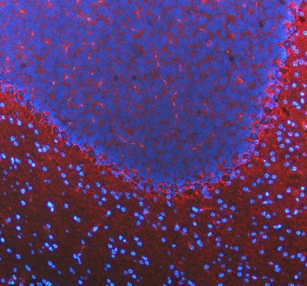 a05109 slc6a1 primary antibodies if testing 1