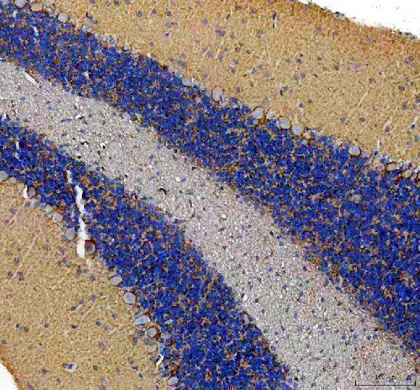 a05109 slc6a1 primary antibodies ihc testing 2
