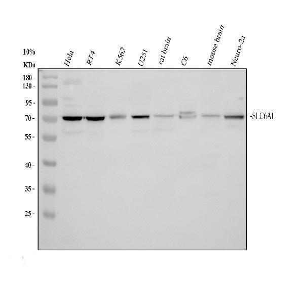 a05109 slc6a1 primary antibodies wb testing 1