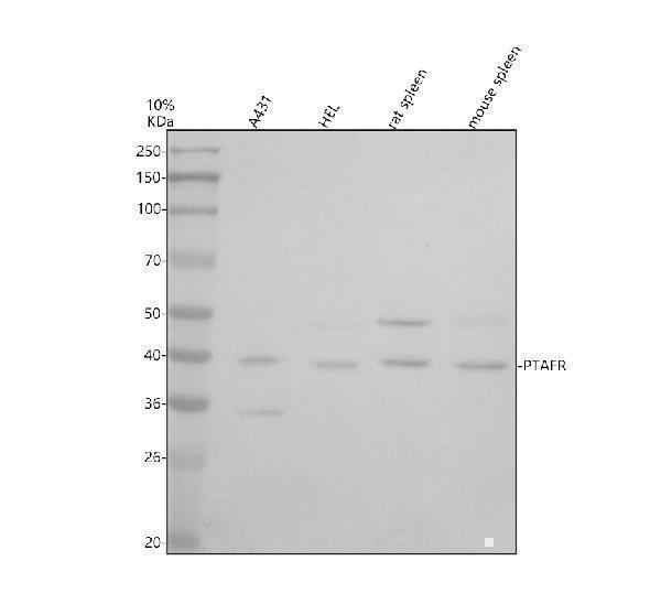 a05110 2 ptafr primary antibodies wb testing 1
