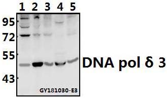 Western blot (WB) analysis of DNA pol δ 3 pAb at 1:500 dilution
Lane1:HuT78 whole cell lysate(40ug)
Lane2:Myla2059 whole cell lysate(40ug)
Lane3:SGC7901 whole cell lysate(40ug)
Lane4:The Testis tissue lysate of Mouse(40ug)
Lane5:PC12 whole cell lysate(40ug)