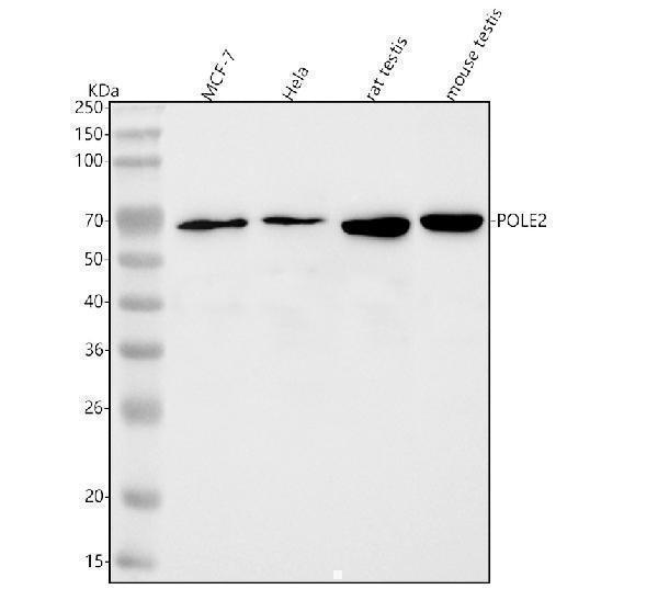  Western blot analysis of POLD3 using anti-POLD3 antibody (A05111-2)