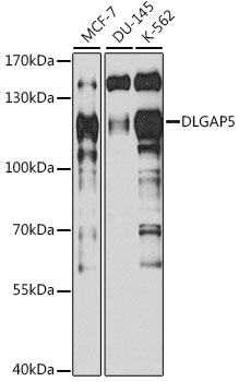 Western blot analysis of extracts of various cell lines, using DLGAP5 antibody  at 1:1000 dilution
