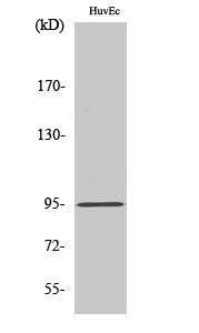 Western Blot analysis of A549 cells using HURP Polyclonal Antibody