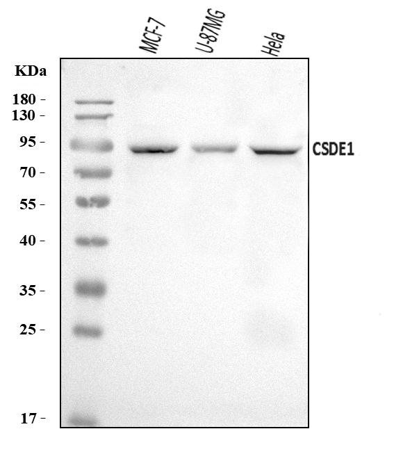  Western blot analysis of CSDE1/NRU using anti-CSDE1/NRU antibody (A05114-1)