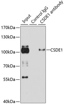 a05114 csde1 primary antiboties ip testing 3