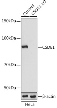 a05114 csde1 primary antiboties wb testing 1