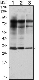 a05115 rab25 primary antibodies wb testing 2