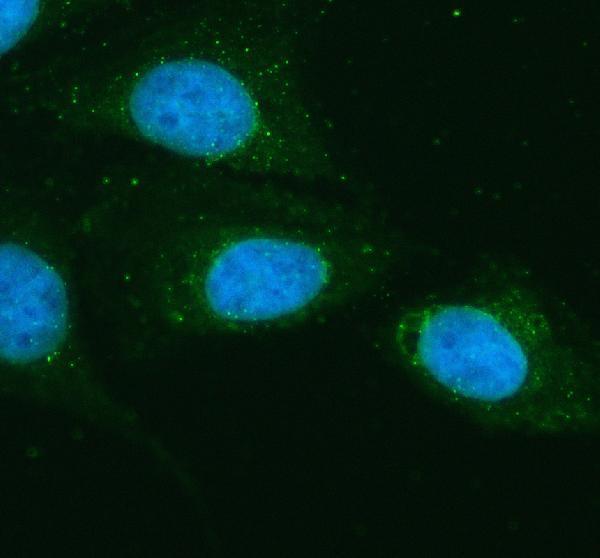 a05118 1 fdft1 primary antibodies if testing 1