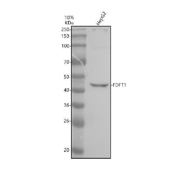 a05118 1 fdft1 primary antibodies wb testing 1