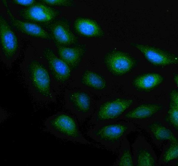 a05119 1 plaat4 primary antibodies if testing 6