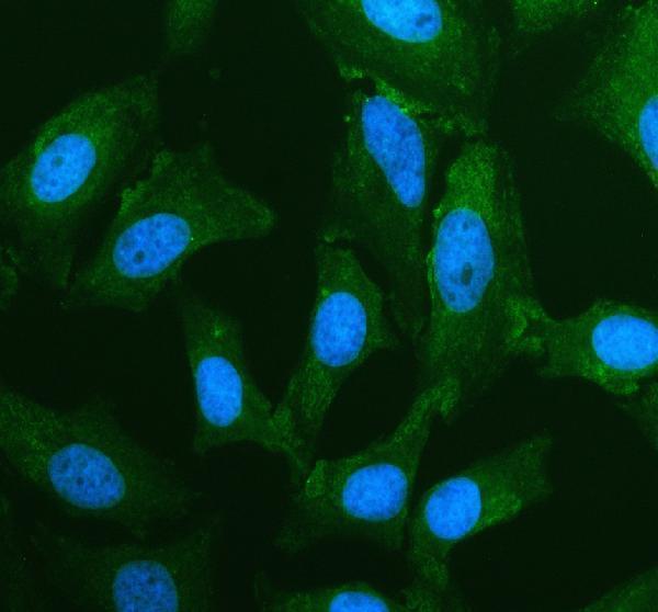 a05126 1 pde8b primary antibodies if testing 1