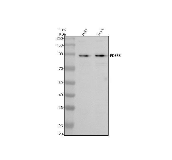 a05126 1 pde8b primary antibodies wb testing 1