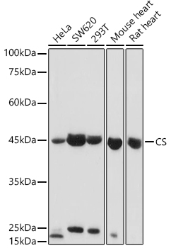 Western blot analysis of extracts of various cell lines, using CS antibody  at 1:1000 dilution