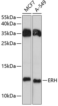 a05129 erh primary antiboties wb testing 1