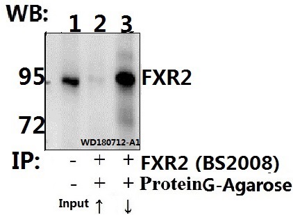 Immunoprecipitation of HEK293T cell lysate using FXR2 (E576) pAb (Sepharose Bead Conjugate) #BD0048(lane 2 and lane 3) 