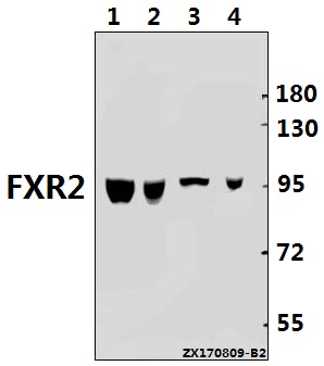 Western blot (WB) analysis of FXR2 (E576) pAb at 1:500 dilution
Lane1:HEK293T whole cell lysate(40ug)
Lane2:K562 whole cell lysate(40ug)
Lane3:H9C2 whole cell lysate(40ug)
Lane4:MEF whole cell lysate(40ug)