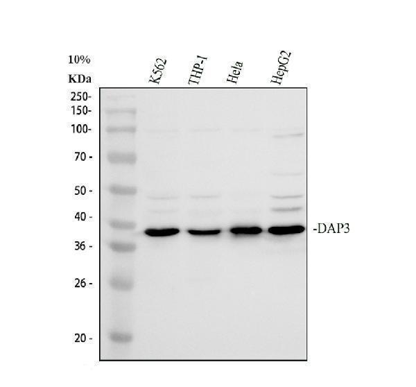 Western blot analysis of DAP3 using anti-DAP3 antibody (A05131-3)