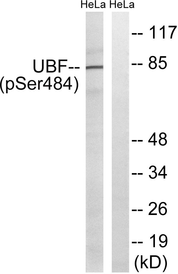 a05134s484 ubtf primary antibodies wb testing 2