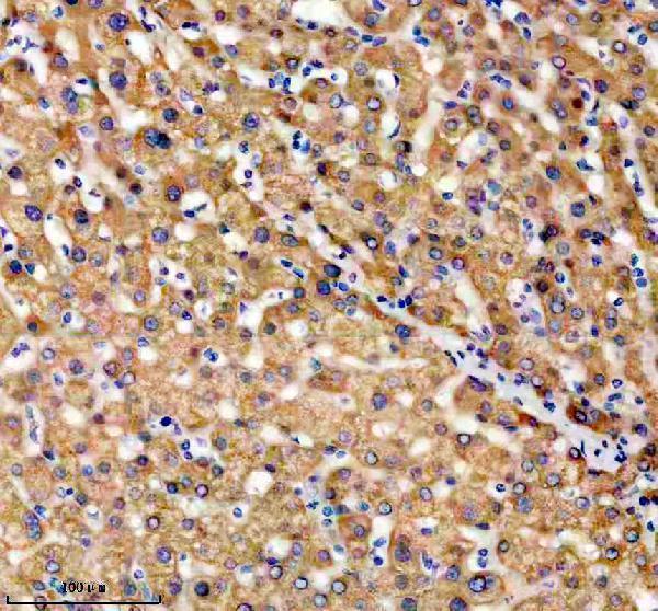 a05136 2 tnfrsf10d primary antibodies ihc testing 3