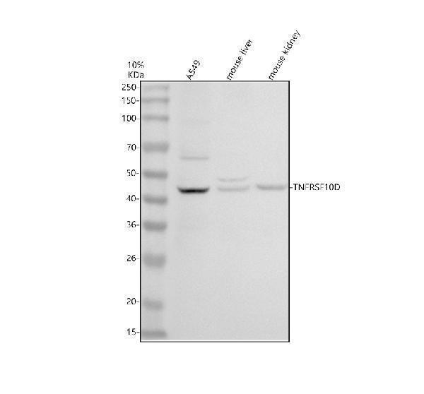 Western blot analysis of DCR2/TNFRSF10D using anti-DCR2/TNFRSF10D antibody (A05136-2)