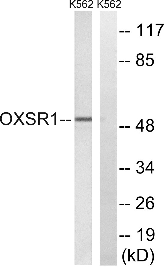 a05141 1 oxsr1 primary antibodies wb testing 1
