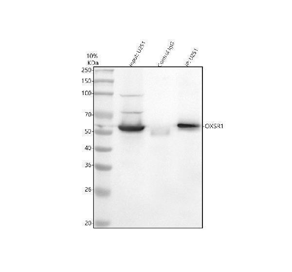  Immunoprecipitating OXSR1 in U251 whole cell lysate