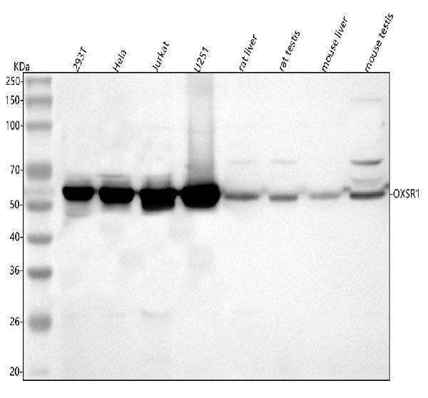  Western blot analysis of OXSR1 using anti-OXSR1 antibody (A05141-2)