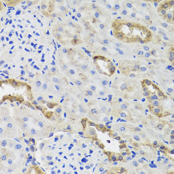 a05145 2 hk3 primary antiboties if testing 2
