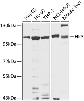 a05145 2 hk3 primary antiboties wb testing 1