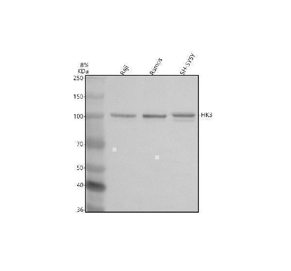 Western blot analysis of HK3 using anti-HK3 antibody (A05145-3)