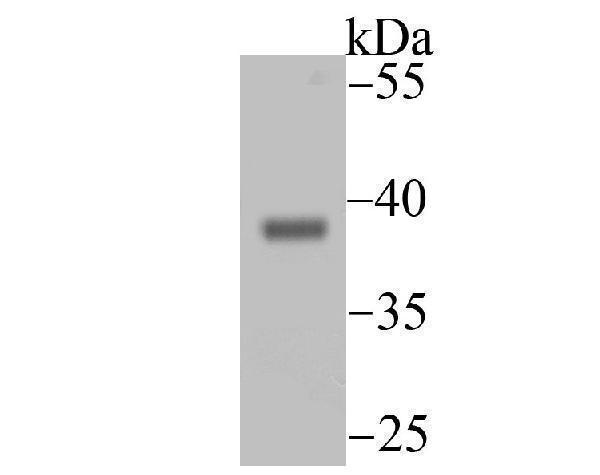 Western blot analysis of Endo G on mouse heart tissue lysate using anti-Endo G antibody at 1/500 dilution