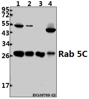a05148 1 rab5c primary antiboties wb testing 1