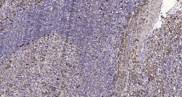 Immunohistochemical analysis of paraffin-embedded human tonsil