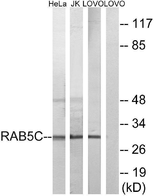 Western blot analysis of lysates from LOVO, HeLa, and Jurkat cells, using RAB5C Antibody