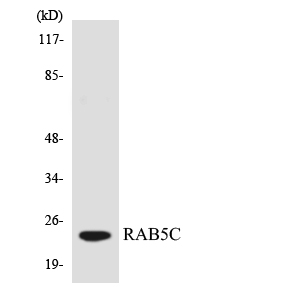 Western blot analysis of the lysates from 293 cells using RAB5C antibody