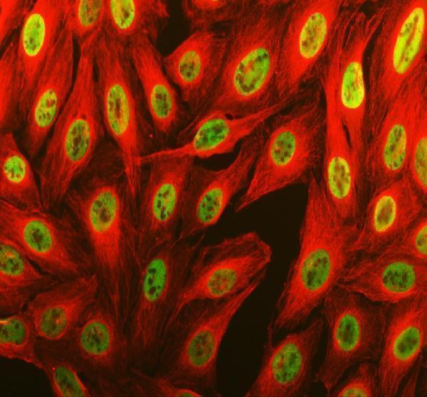 a05150 1 thrap3 primary antibodies if testing 1