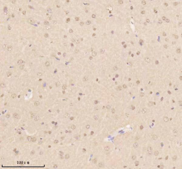 a05150 1 thrap3 primary antibodies ihc testing 3