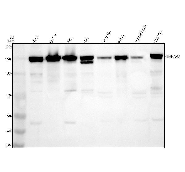Western blot analysis of THRAP3 using anti-THRAP3 antibody (A05150-1)