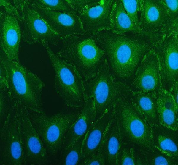 IF analysis of SIRPA using anti-SIRPA antibody (A05151-2)
