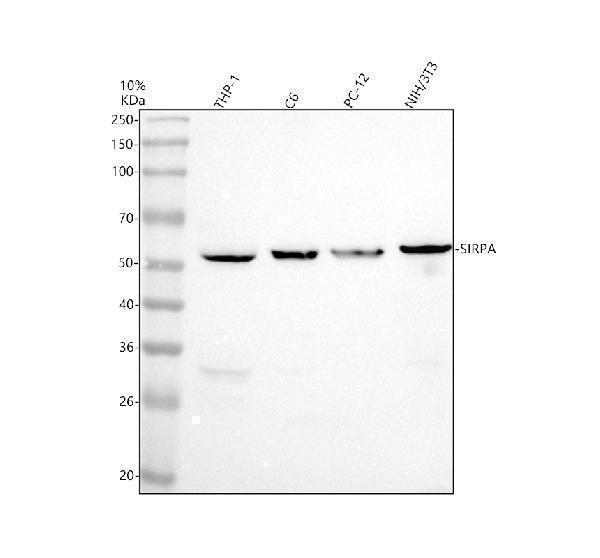 Western blot analysis of SIRPA using anti-SIRPA antibody (A05151-2)