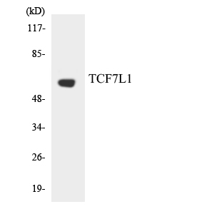 Western blot analysis of the lysates from HUVECcells using TCF7L1 antibody