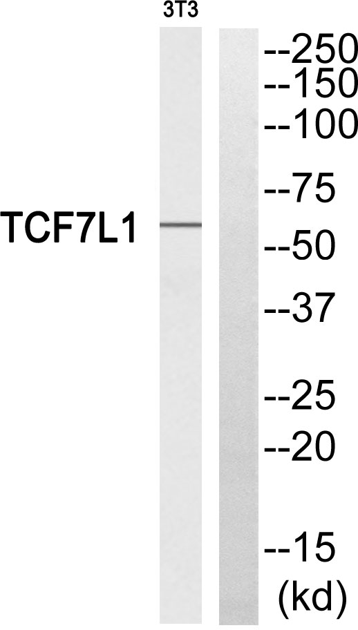 Western blot analysis of TCF7L1 Antibody