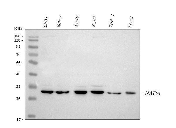 a05153 1 napa primary antibodies wb testing 1