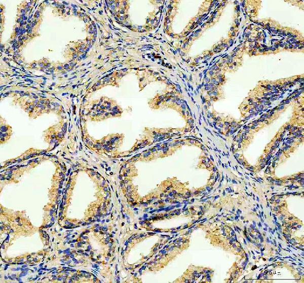  IHC analysis of FECH using anti-FECH antibody (A05156-2)