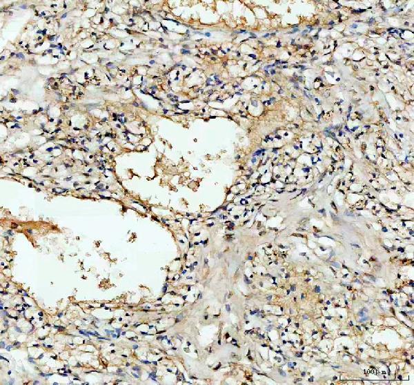 IHC analysis of FECH using anti-FECH antibody (A05156-2)