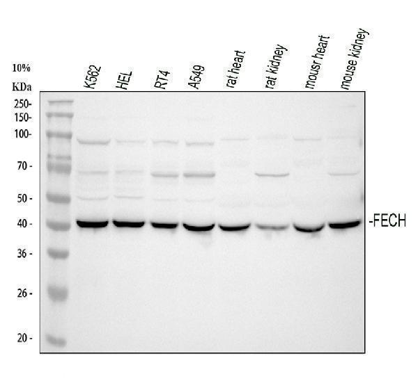  Western blot analysis of FECH using anti-FECH antibody (A05156-2)