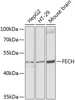 Western blot analysis of extracts of various cell lines, using FECH antibody  at 1:1000 dilution
