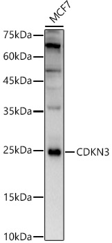 a05157 1 cdkn3 primary antiboties wb testing 1