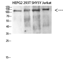 a05163 daam1 primary antibodies wb testing 1